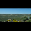 Olivenbaum-Monokultur